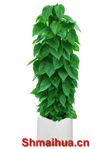 杏叶腾-1.2M 类别： 绿色植物　　室内观叶 白色塑料盆